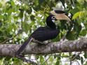 Malabar Pied Hornbill-9132.jpg